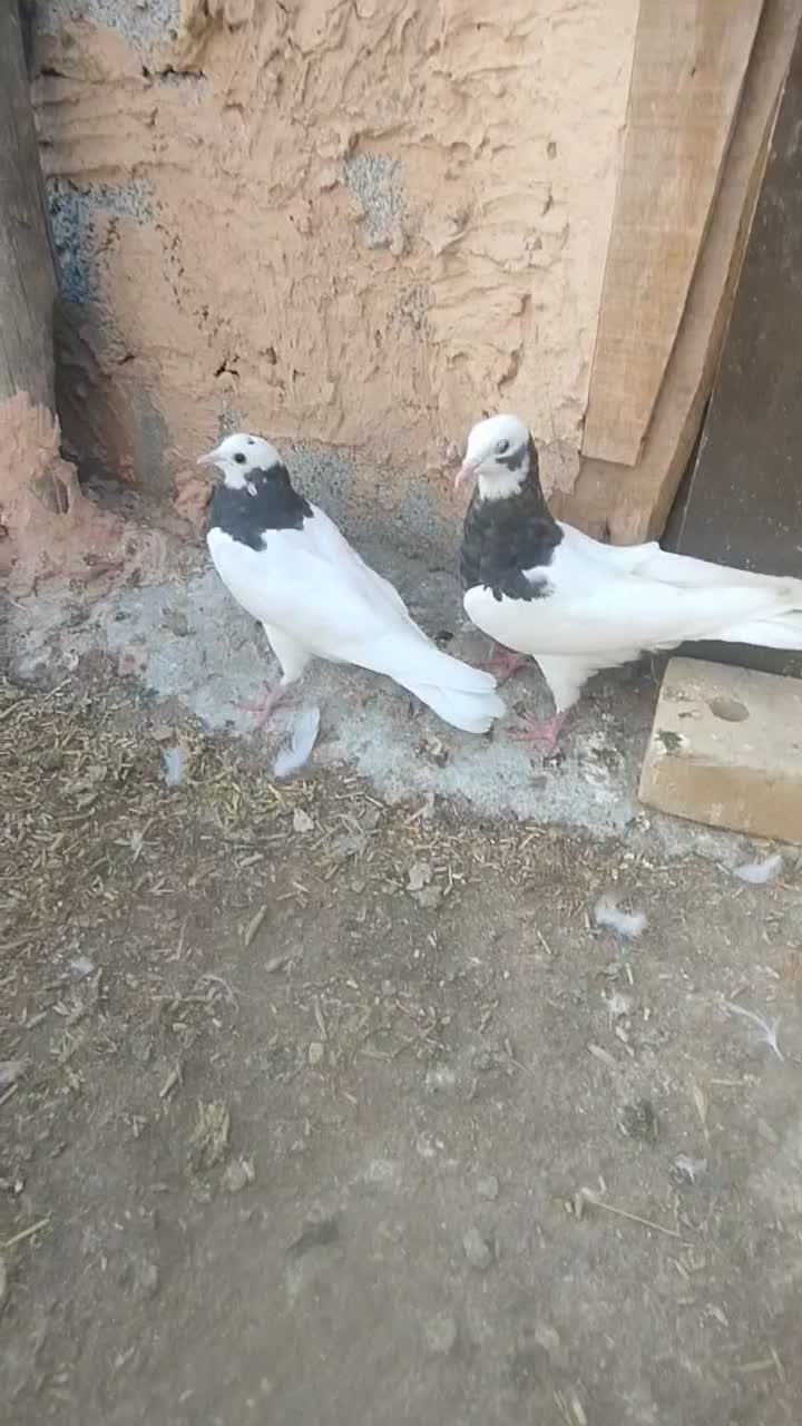 کبوتر|پرنده|میاندوآب, |دیوار