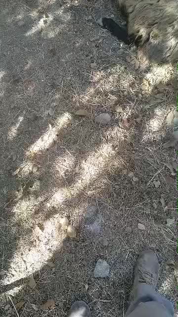 میش سالم سرحال|حیوانات مزرعه|پادنا, |دیوار