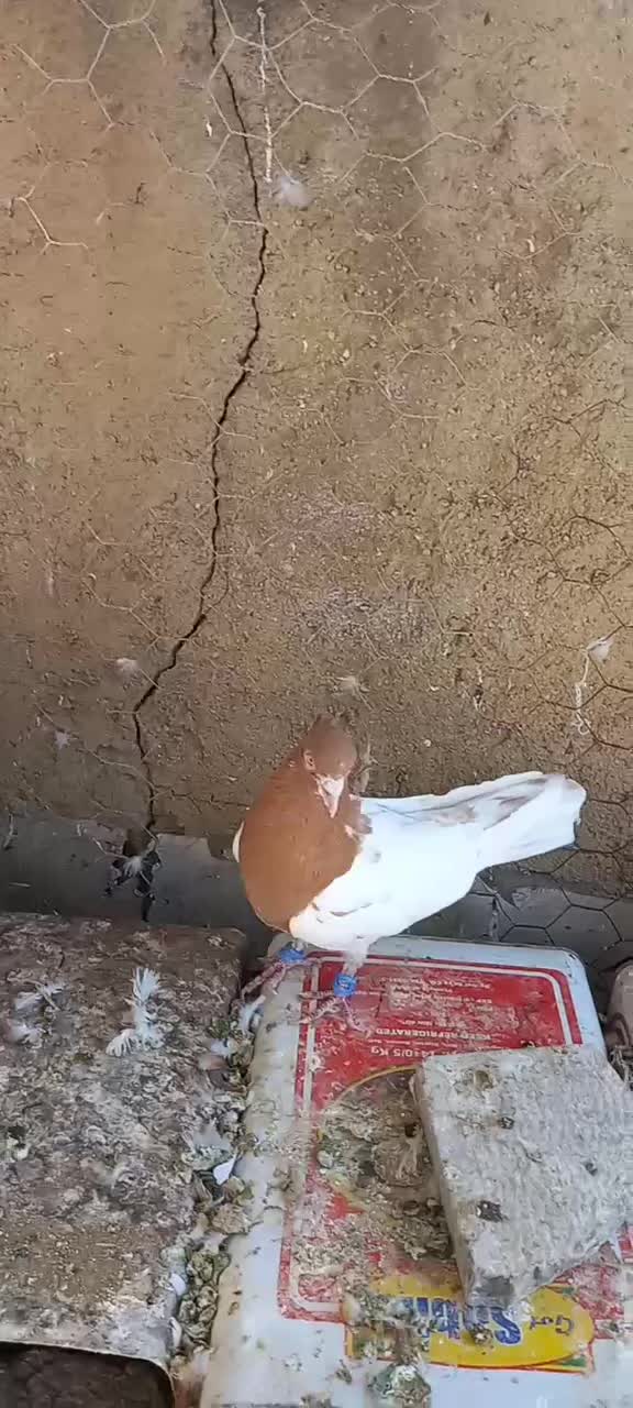 نر کله ای|پرنده|بروجرد, |دیوار