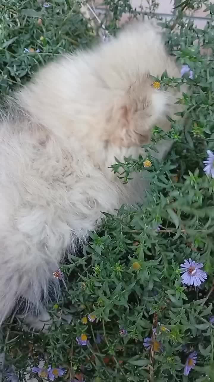 پامرین|سگ|فولادشهر, A3|دیوار