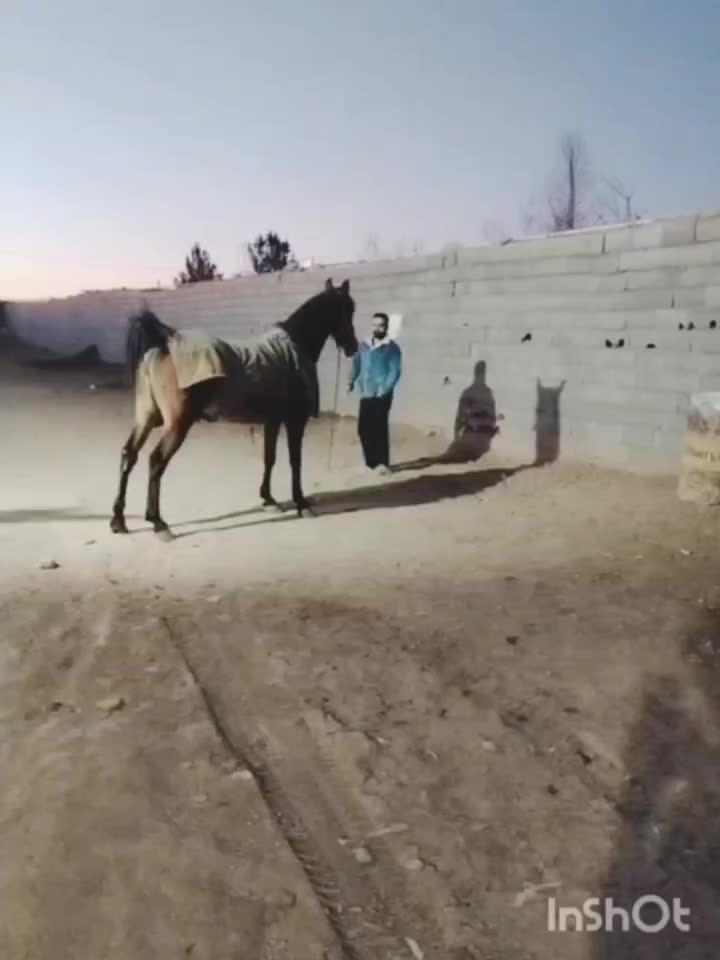 اسب مادیان|اسب و تجهیزات اسب‌سواری|برخوار, |دیوار