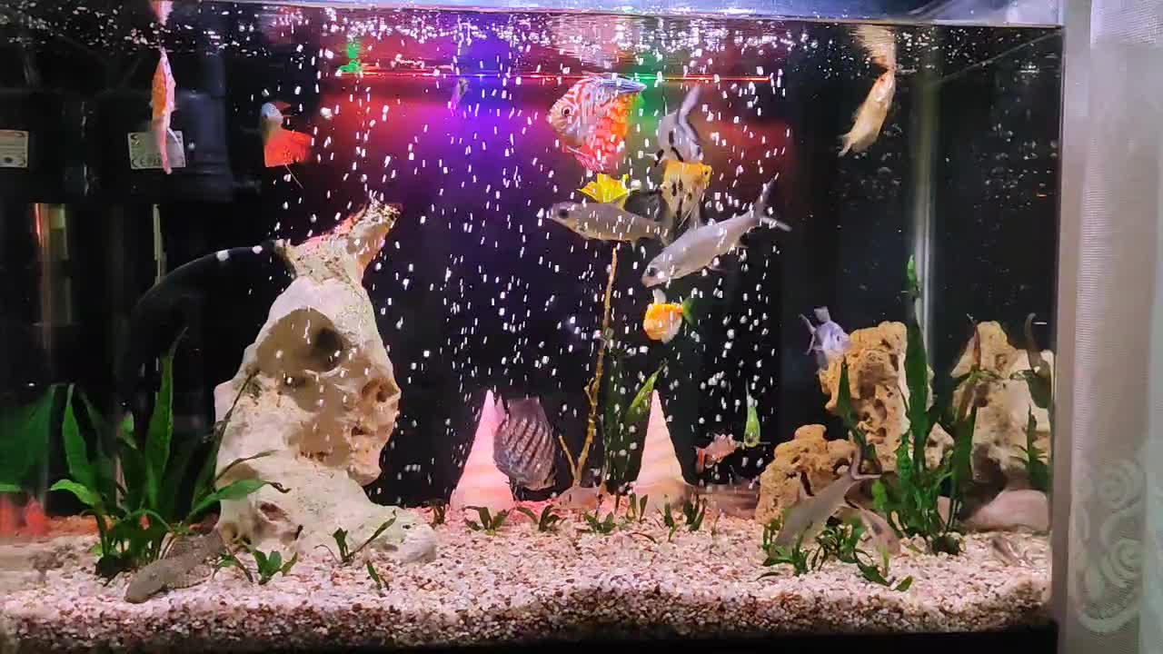 آکواریوم دلسا|ماهی|تهران, هفده شهریور|دیوار