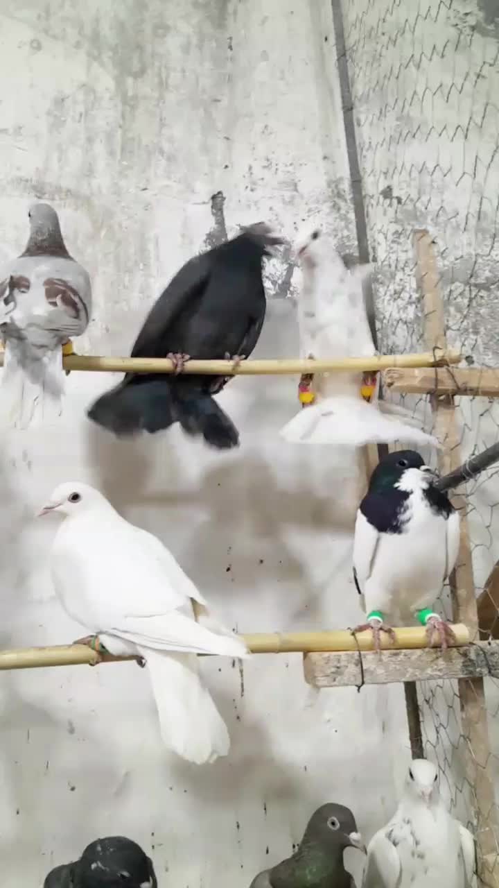 تعداد ۹۵عدد جنگنده پرشی|پرنده|تاکستان, |دیوار