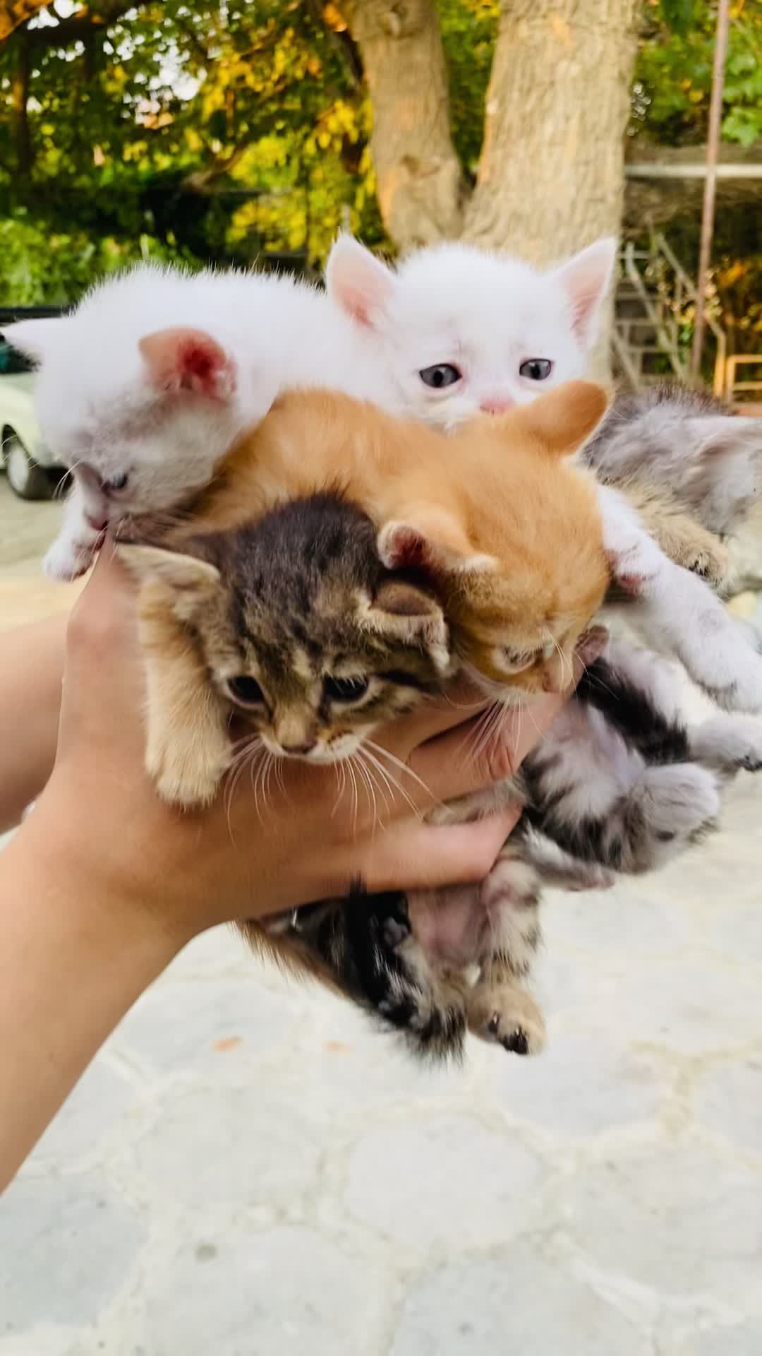 فروش گربه و بچه گربه|گربه|مریوان, |دیوار