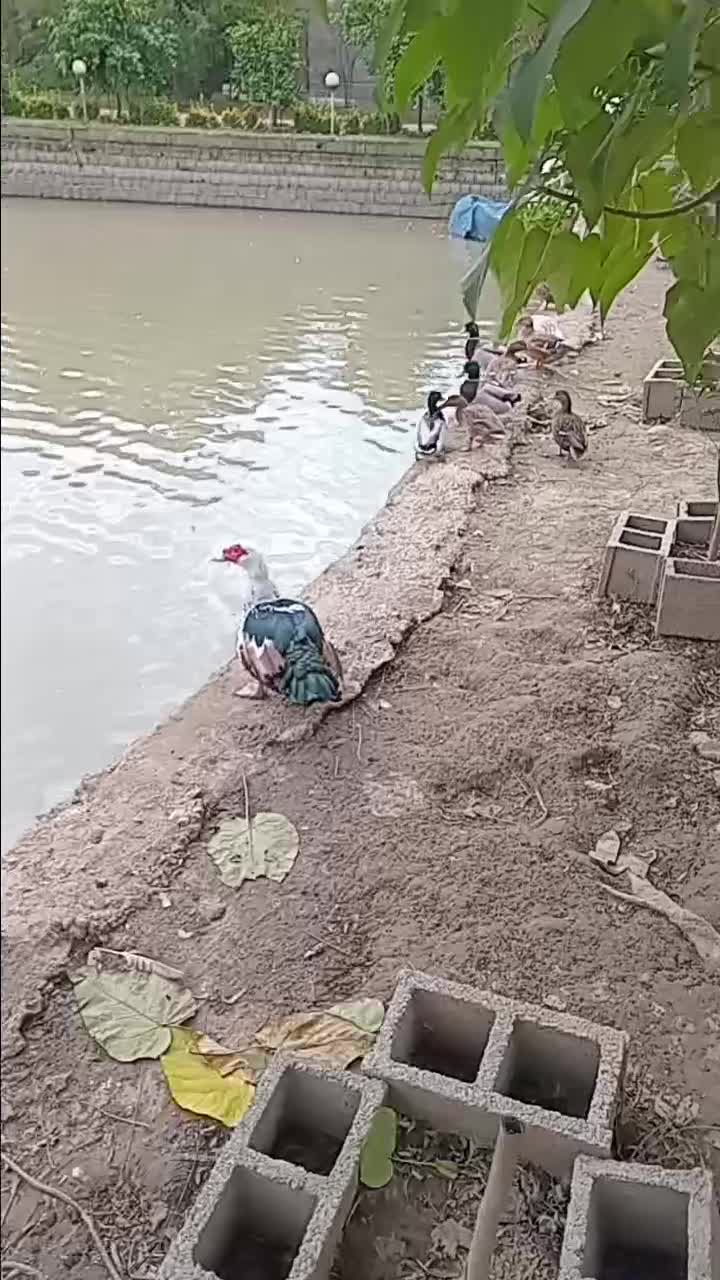 اردک پروازی|حیوانات مزرعه|رشت, پورسینا|دیوار