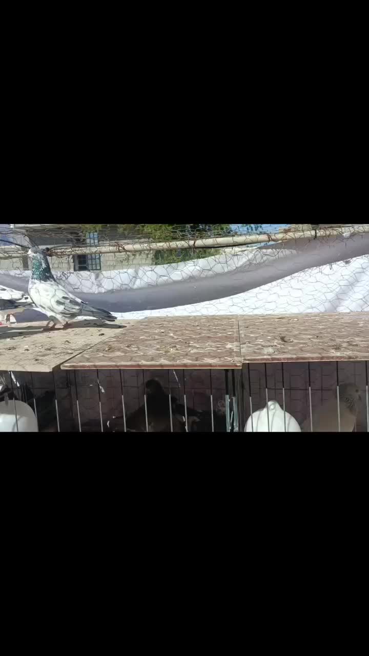 کفتر|پرنده|بندرعباس, |دیوار