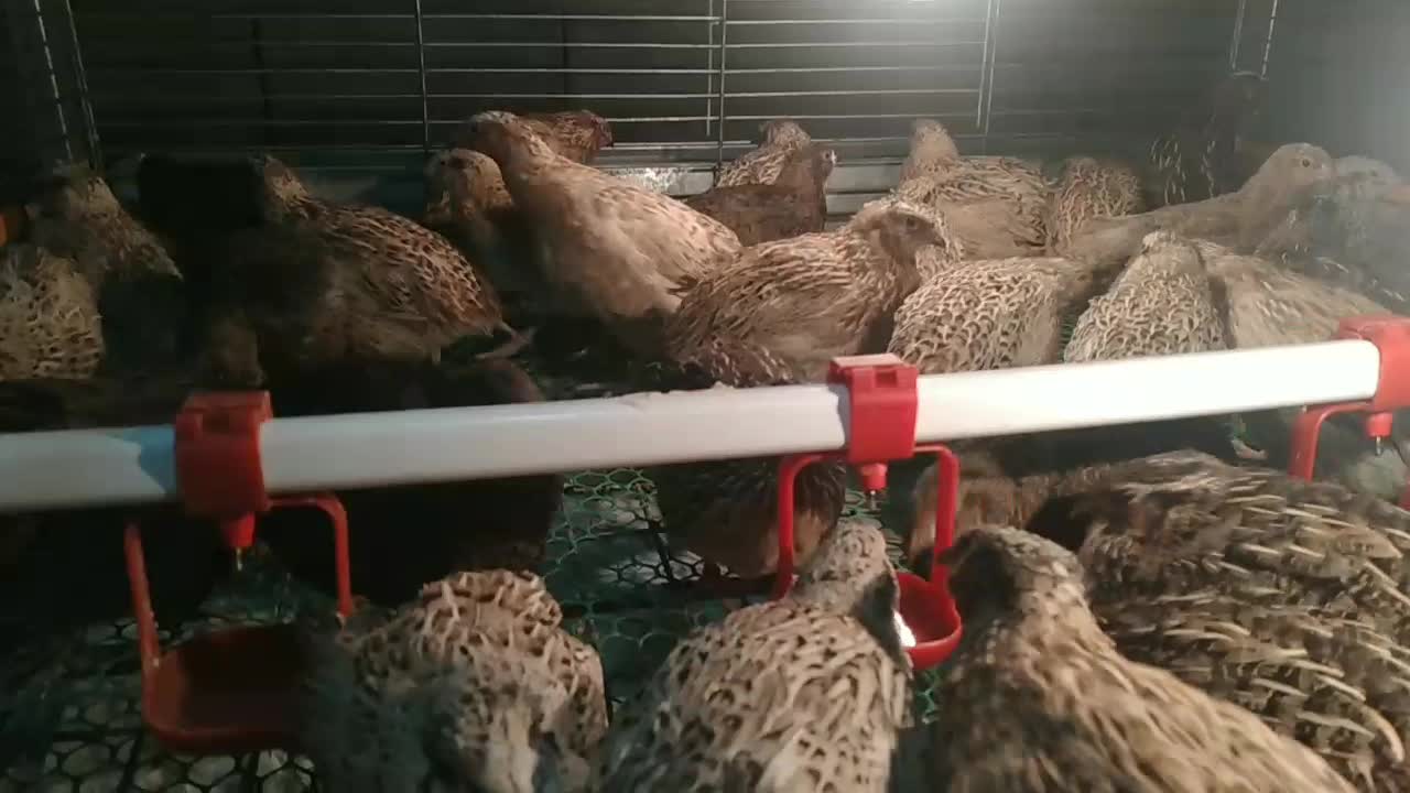 بلدرچین گوشتی وتخم گذار 60 روزه|حیوانات مزرعه|دالخانی, |دیوار