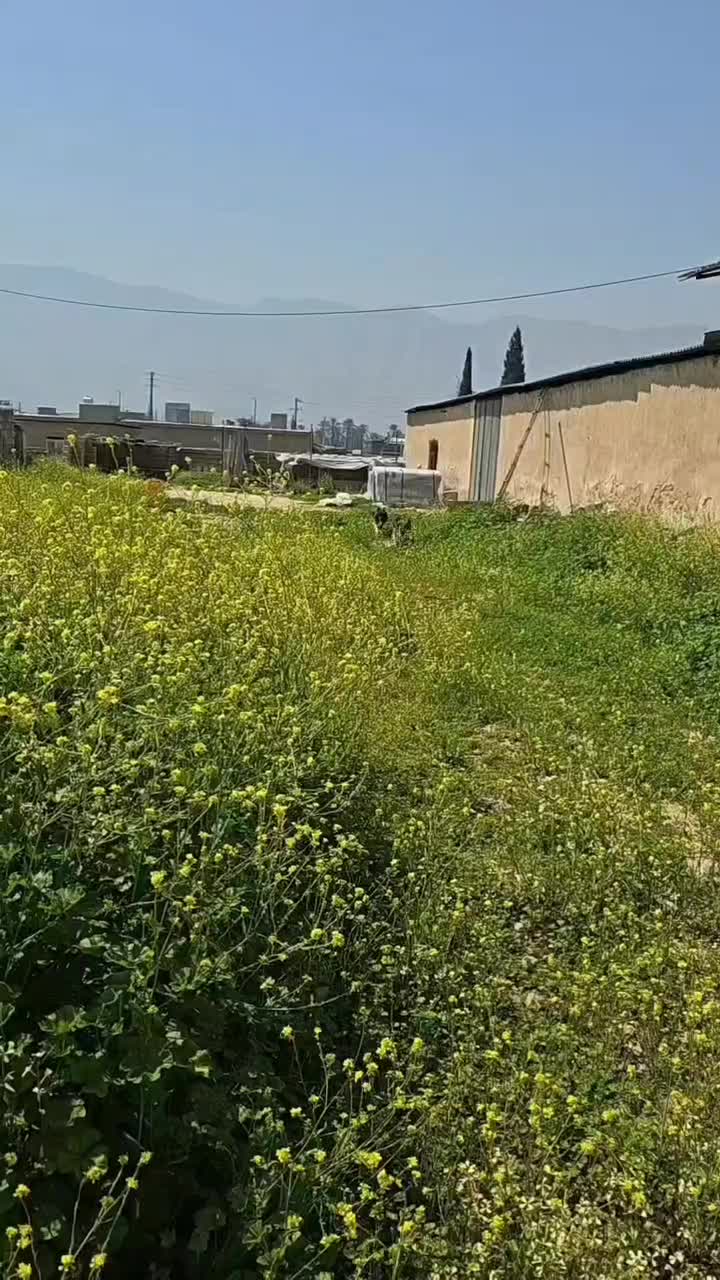 سگژرمن شپرد شولاین|سگ|کازرون, |دیوار