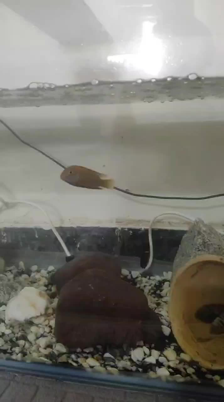 ماکرو|ماهی|بندرعباس, |دیوار