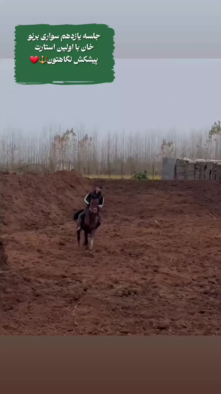 نریان دو سر کرد|اسب و تجهیزات اسبسواری|رشت, گلسار|دیوار