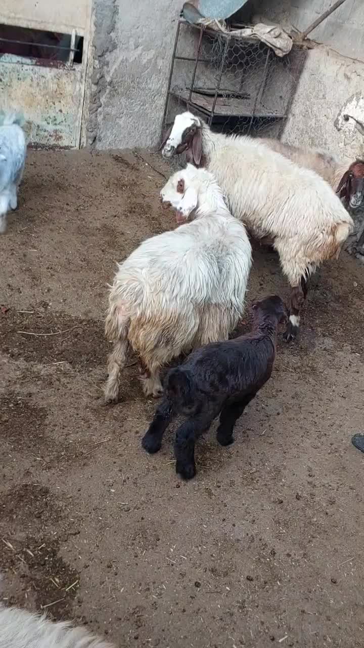 فروش ۹ عدد میش بره دار با. یک عدد قوچ|حیوانات مزرعه|دوگنبدان, |دیوار