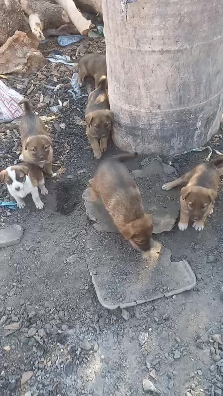 توله سگ مجانی|سگ|ایلام, |دیوار