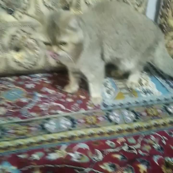 گربه بریتیش|گربه|سنندج, |دیوار