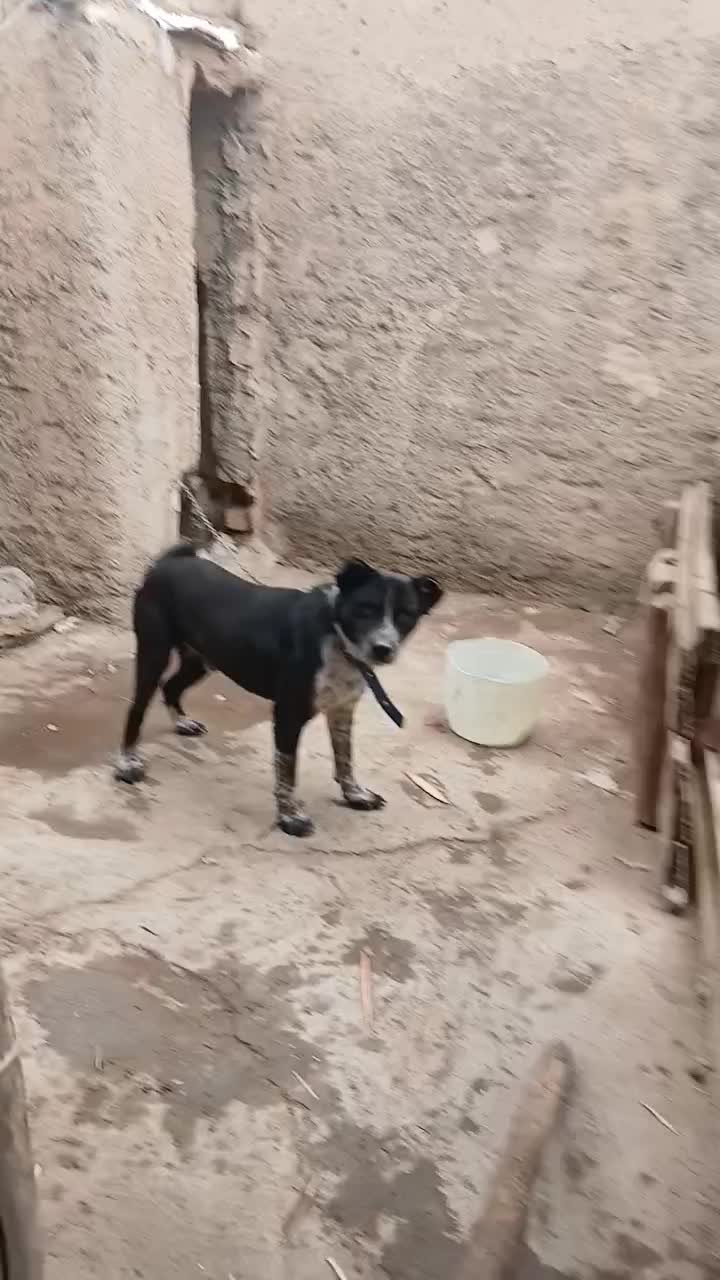 سگ قرقی|سگ|مبارکه, |دیوار