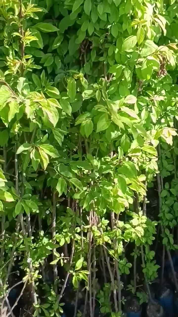 نهال های گوجه سبز و قرمز(چاقاله)گلدانی آماده کاشت|خدمات باغبانی و درختکاری|تهران, استاد معین|دیوار