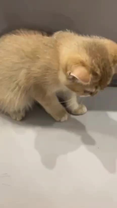 گربه|گربه|گرمدره, |دیوار