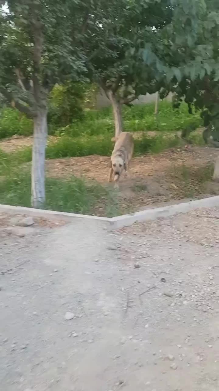 سگ پژدر|سگ|ماهدشت, |دیوار