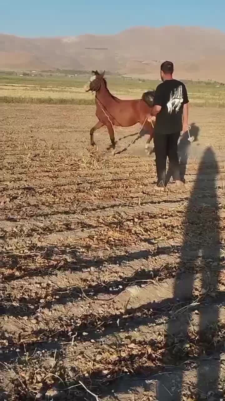 نریون|اسب و تجهیزات اسب‌سواری|بروجرد, |دیوار