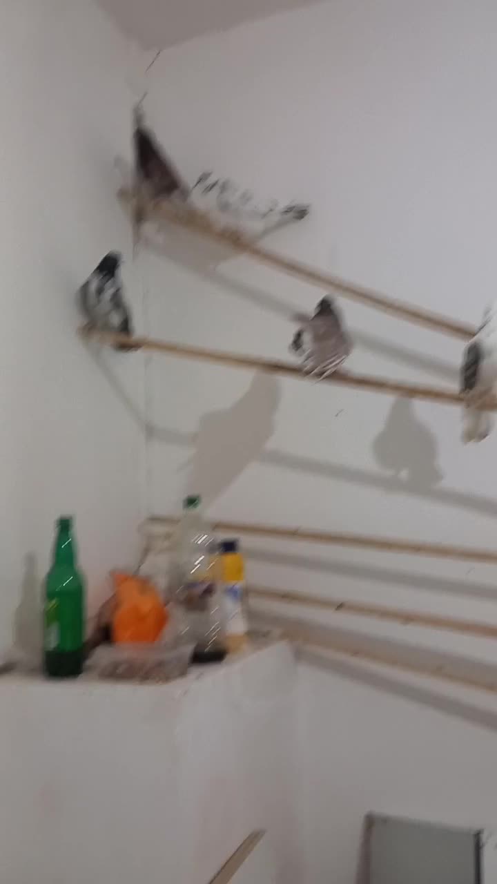 ۶ عدد کبوتر به شرت|پرنده|قره چای, |دیوار