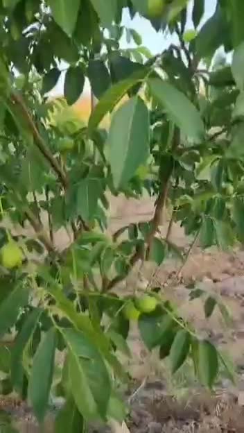 کود گیاهی و ارگانیک بر پایه کود مرغی|خدمات باغبانی و درختکاری|سنندج, |دیوار