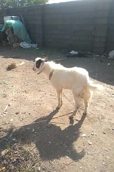 فروش|حیوانات مزرعه|اسماعیلی, |دیوار