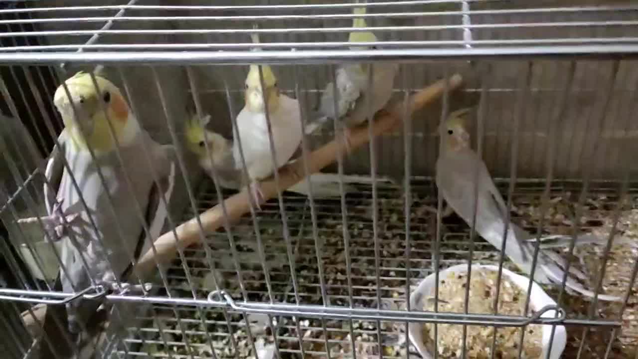 عروس هلندی|پرنده|اصفهان, شاهد|دیوار