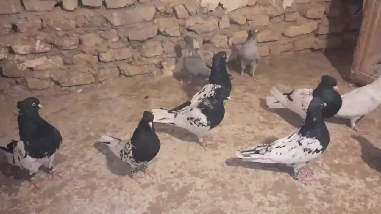 کبوتر موشی نقره ای و کله سیاه|پرنده|گنبد کاووس, |دیوار