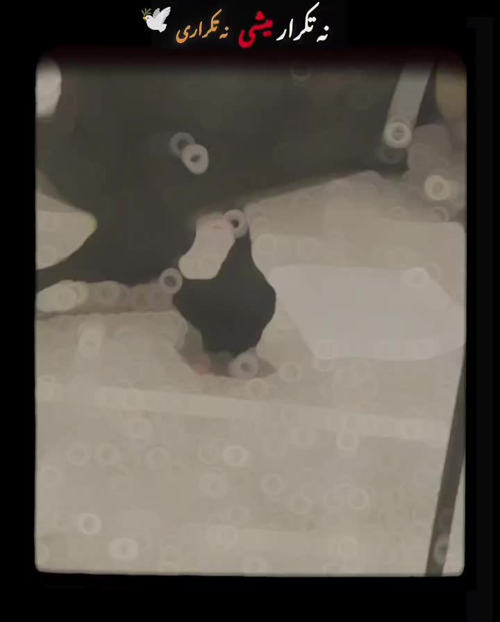 چند عدد کبوتر عالی آبادانی و سینه ای و پلاکی|پرنده|خورموج, |دیوار