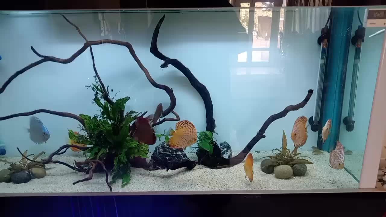 انواع دیسکس در نژادهای مختلف و گریدبالا و های بادی|ماهی|اصفهان, برازنده|دیوار