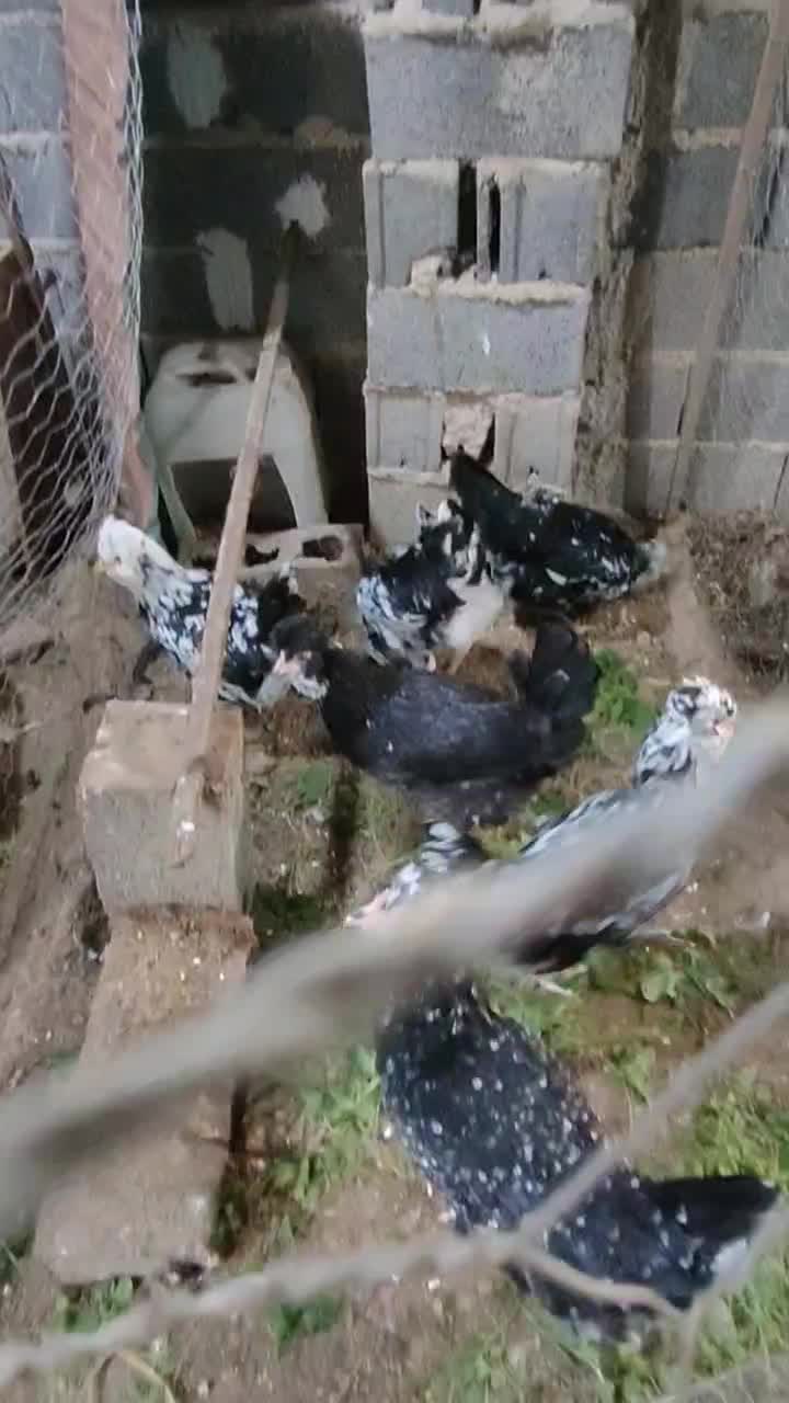 مرغ و خروس گلین پنگوئنی و خال سوزنی فول کیفیت|حیوانات مزرعه|ساری, |دیوار