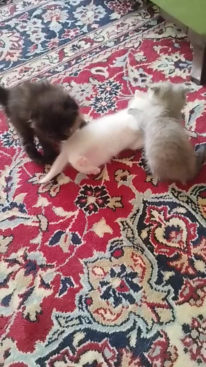 بچه گربه|گربه|سبزوار, چهارراه فرودگاه|دیوار