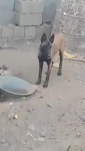 مالینیوز|سگ|جیرفت, |دیوار