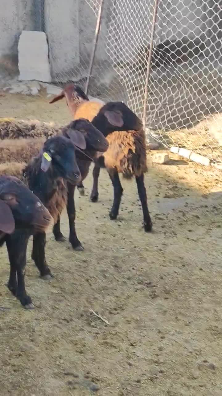 بره ماده شیشک افشار و قزل افشار|حیوانات مزرعه|محمدیه-قزوین, |دیوار