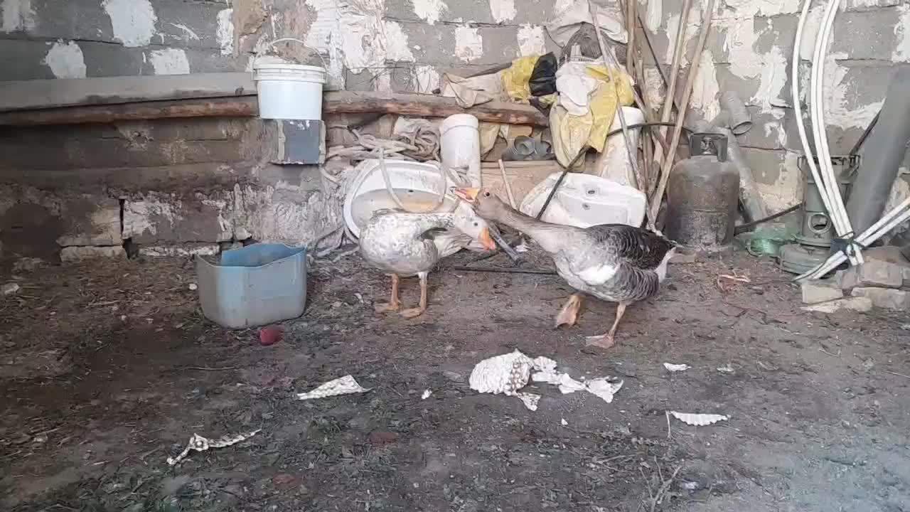 غاز|حیوانات مزرعه|جعفرآباد, |دیوار