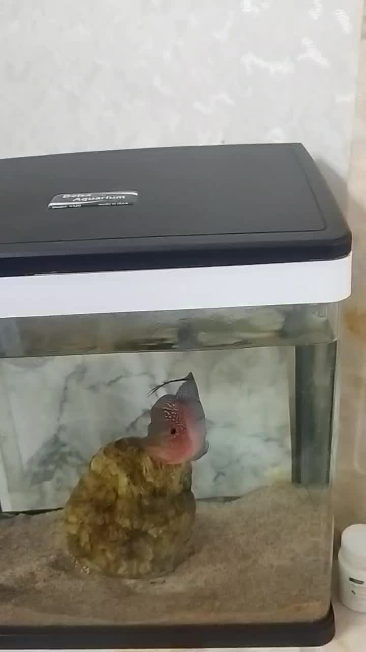 فلاور رد دراگون|ماهی|ری, دیلمان|دیوار