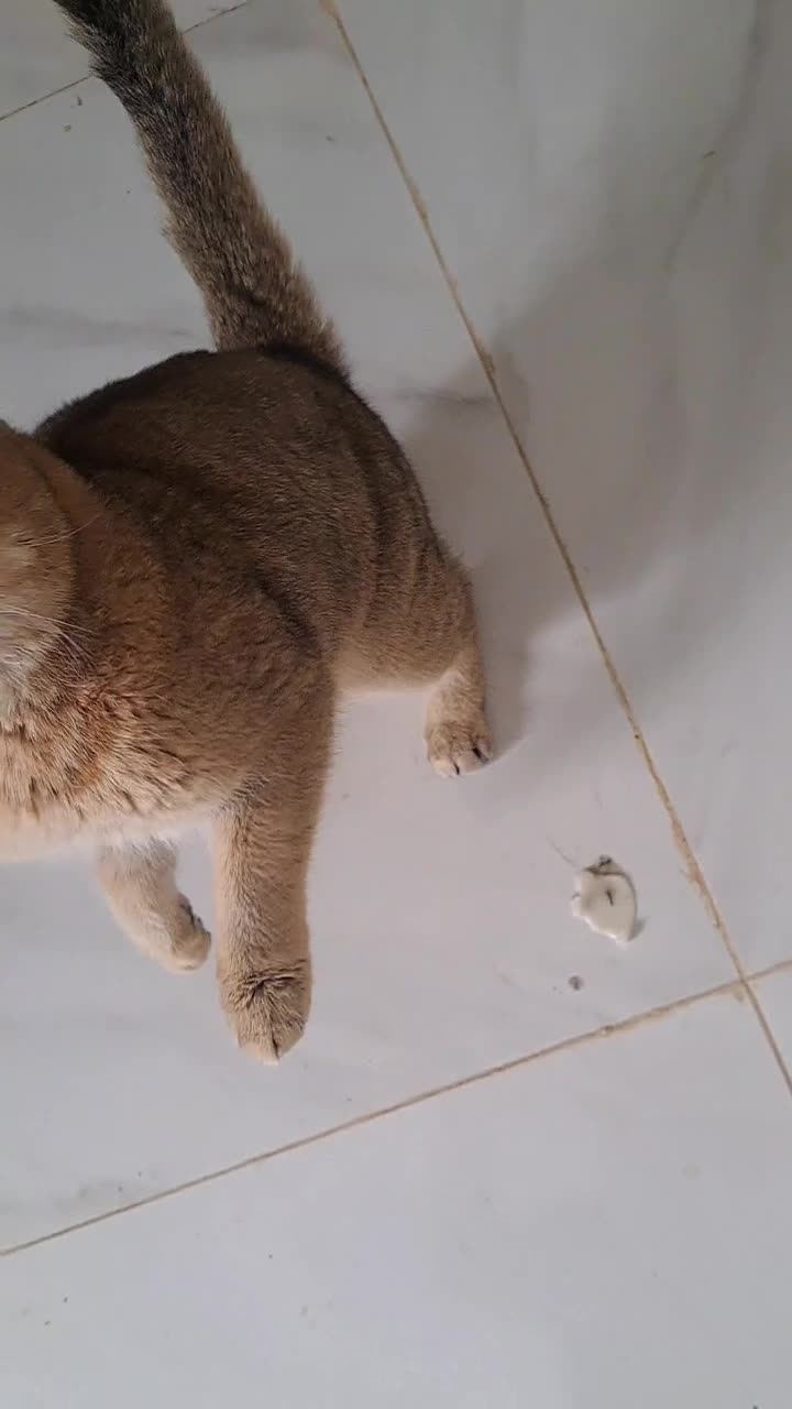 فروش فوری گربه خاص واصیل آموزش دیده|گربه|هشتگرد, تهران دشت|دیوار