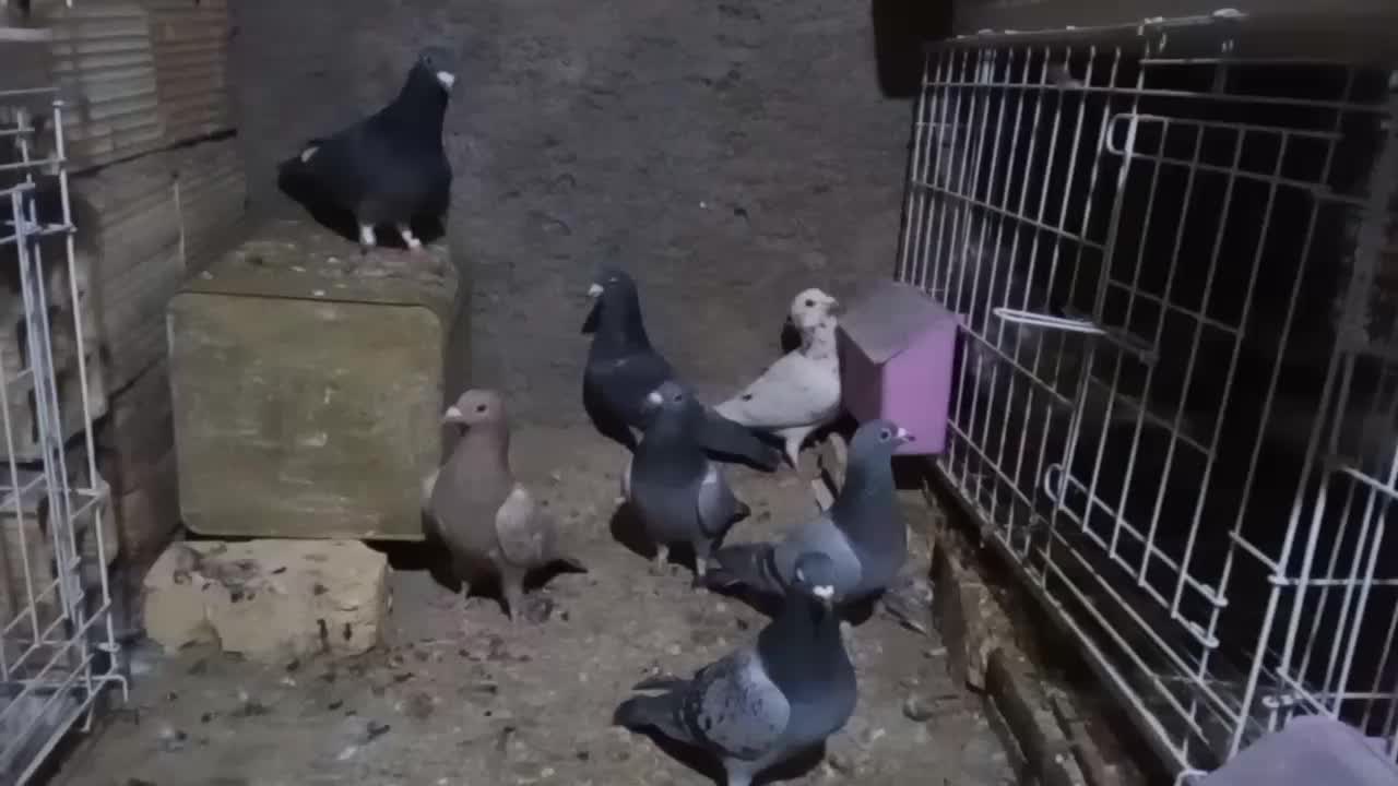 پلاکی دس اولی|پرنده|شیراز, گویم|دیوار