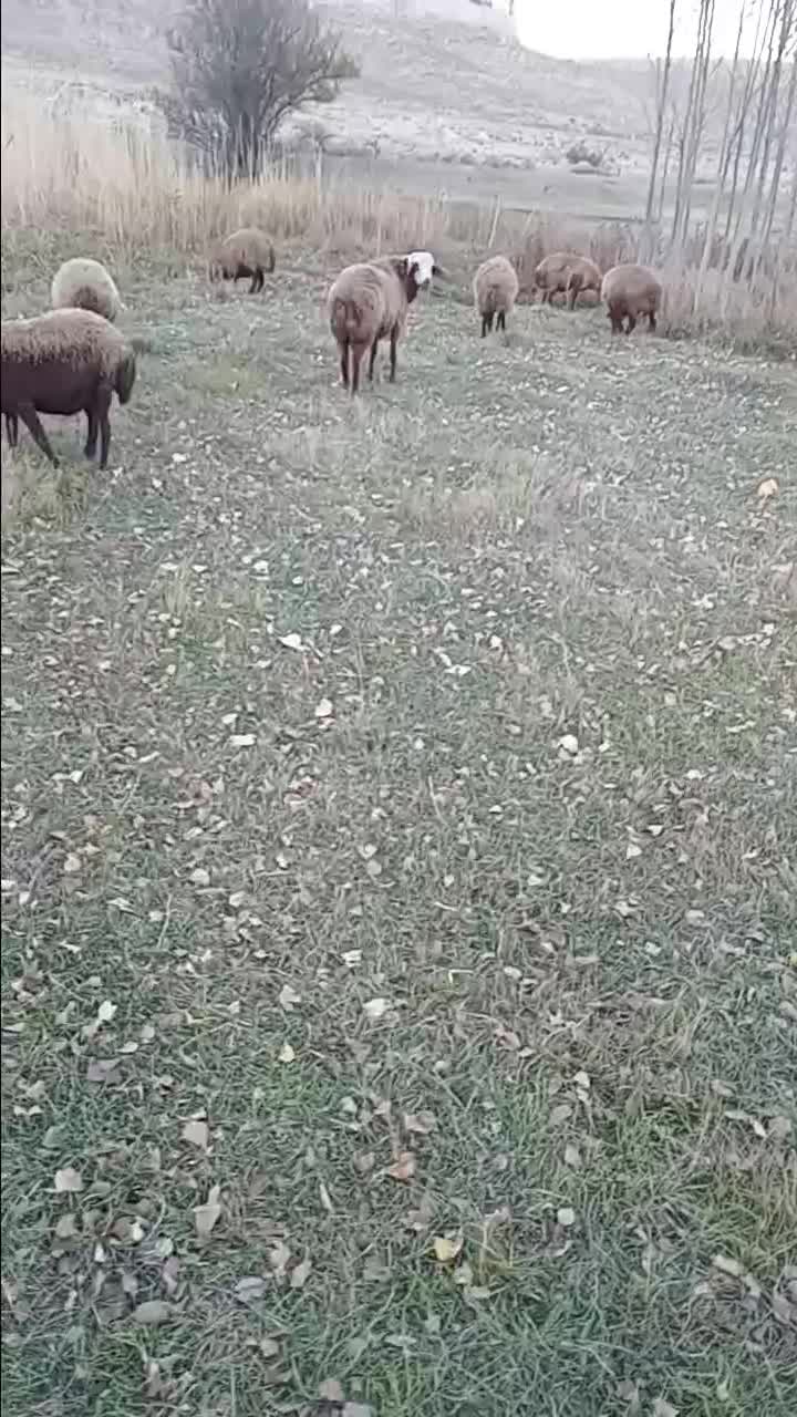 قوچ قاشقا|حیوانات مزرعه|سرعین, |دیوار