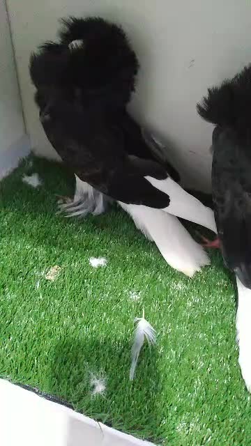 کفتر سوپر شامپیون ماده|پرنده|پرند, فاز ۵|دیوار