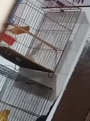 قناری جفت|پرنده|هشتگرد, فاز ۳ مهستان|دیوار