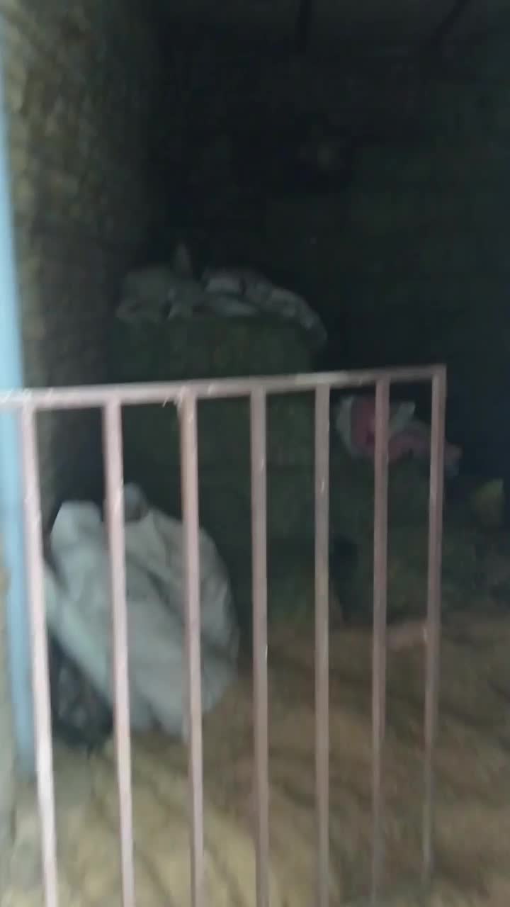 دامداری در روستای فلکدین|اجارهٔ دفتر صنعتی، کشاورزی، تجاری|بروجرد, |دیوار