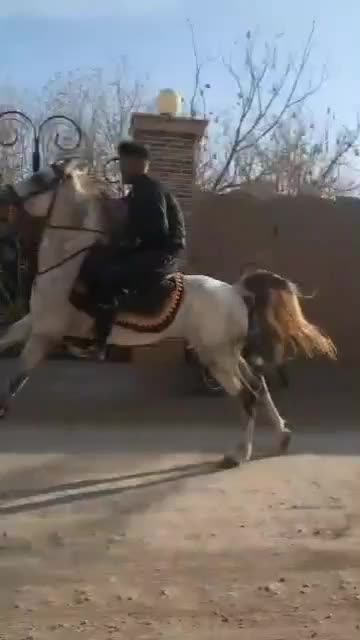 نریان|اسب و تجهیزات اسب‌سواری|قم, ارم|دیوار