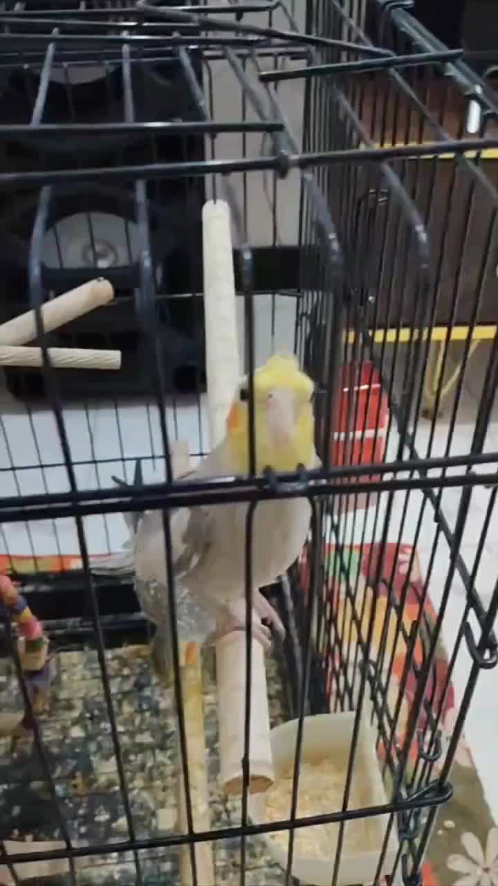 عروس هلندی نرسخنگو با قفس وسایل|پرنده|قدس, شهر‌قدس|دیوار