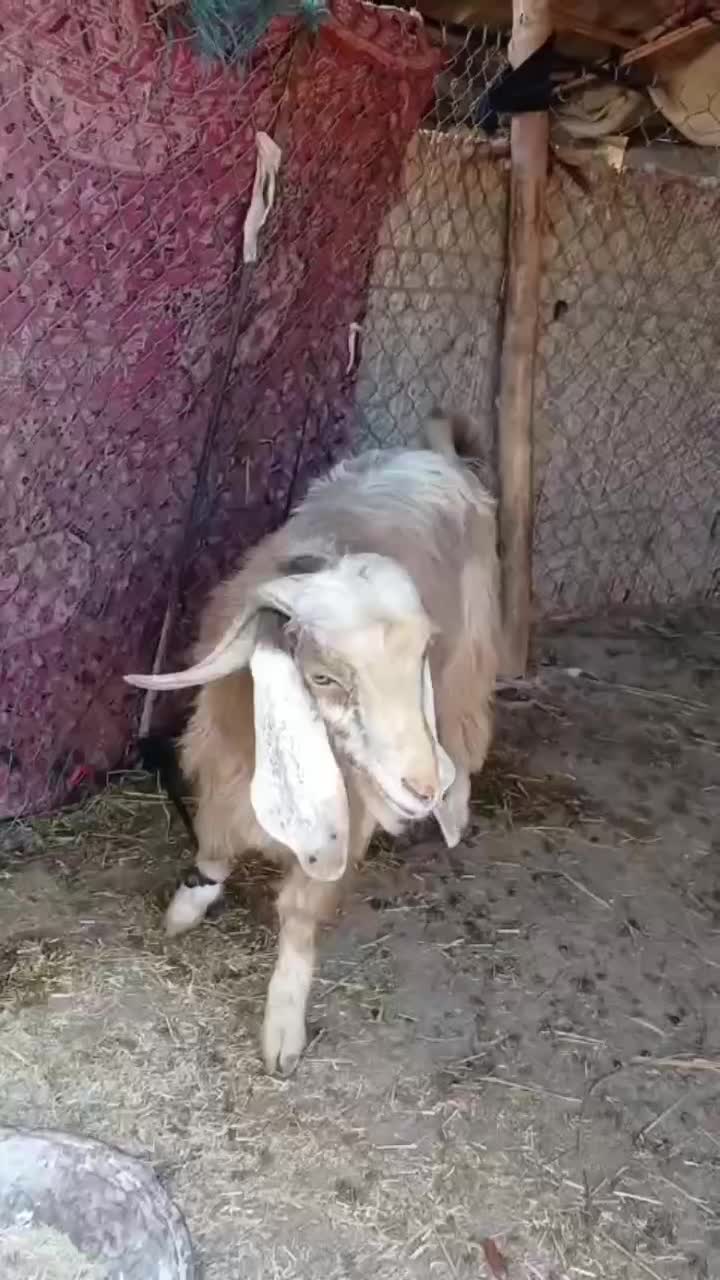 فروش|حیوانات مزرعه|آبدانان, |دیوار