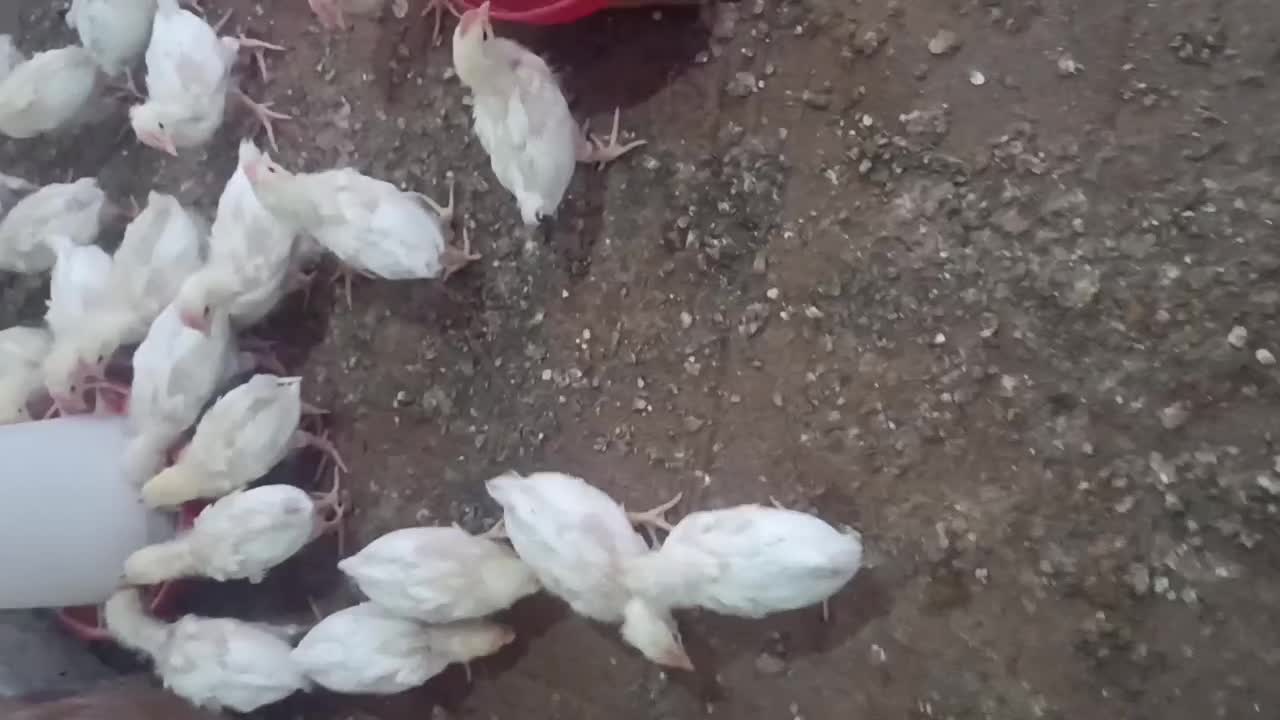 سلام جوجه ماشینی|حیوانات مزرعه|انبارآلوم, |دیوار