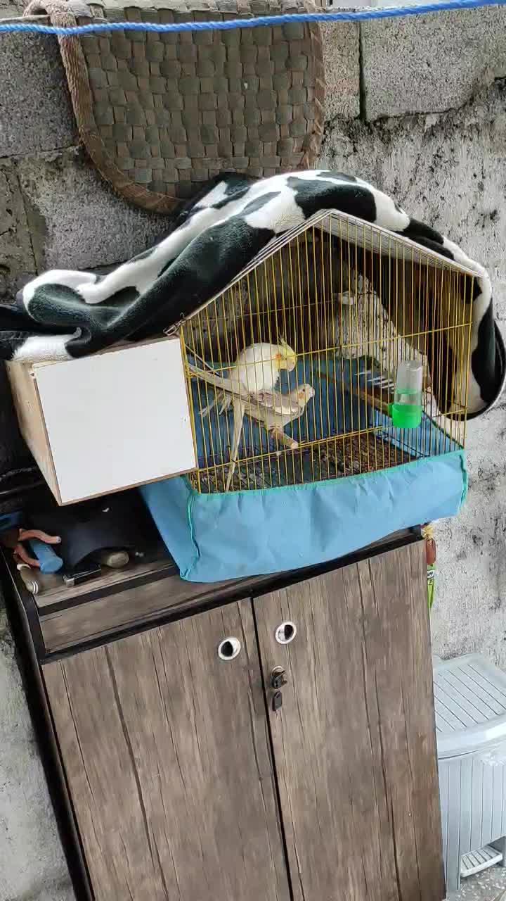 عروس هلندی|پرنده|رحیمآباد, |دیوار