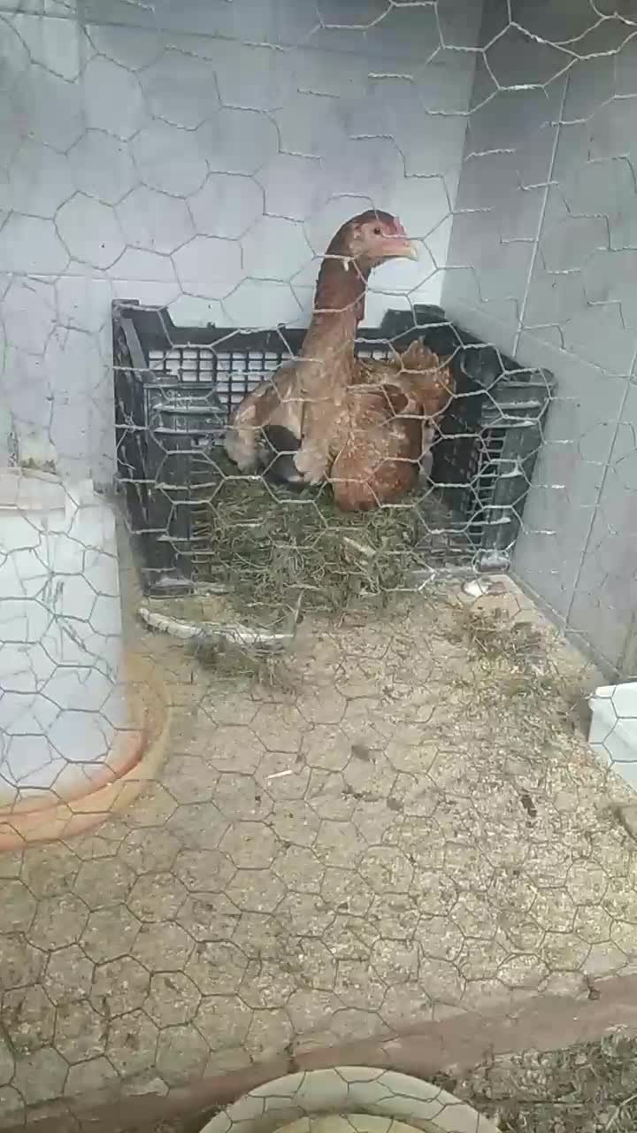 جوجه مرغ خروس پاپر|حیوانات مزرعه|بابکان, |دیوار