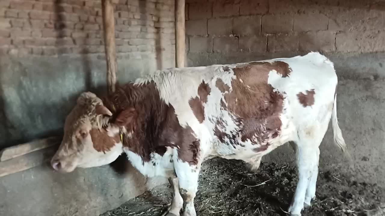 گوساله سیمینتال نر|حیوانات مزرعه|بکتاش, |دیوار