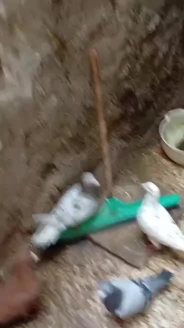 پرنده|پرنده|اهواز, معین زاده|دیوار