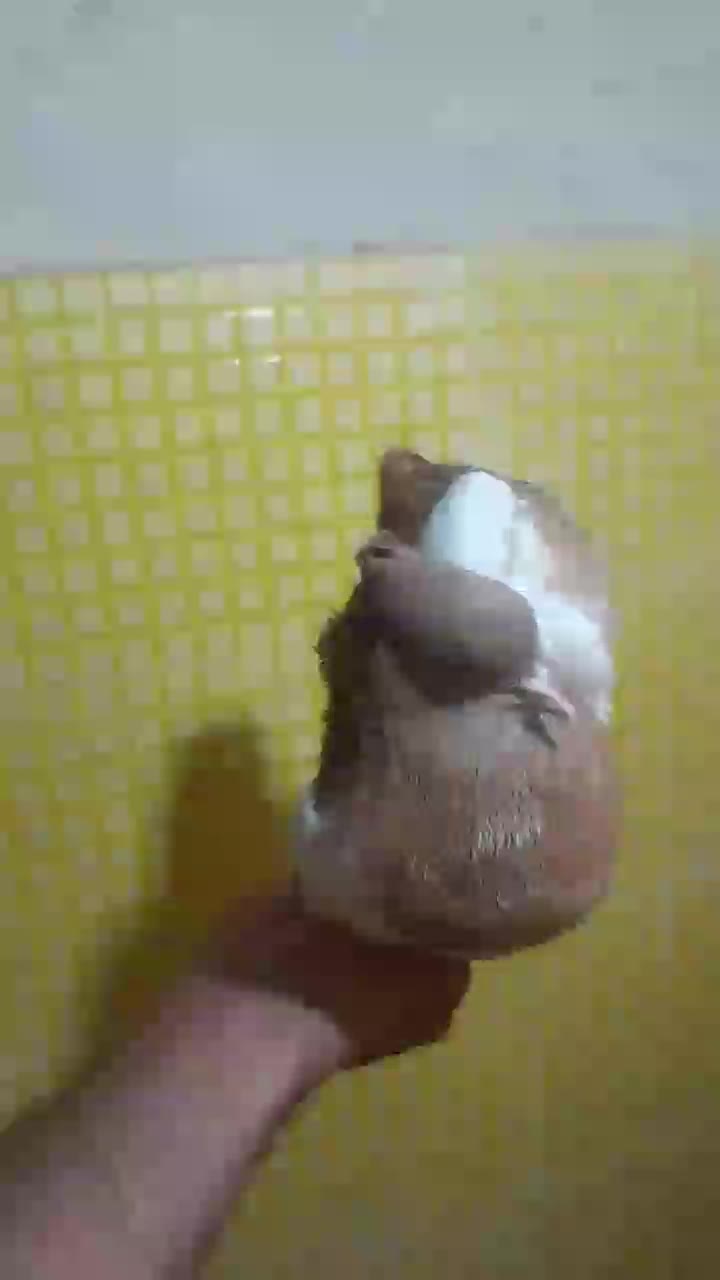 کله زرد|پرنده|مسجد سلیمان, |دیوار